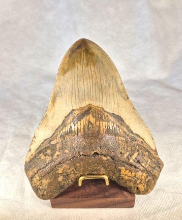 Megalodon tooth - Fossiele tand - Otodus Megalodon - 12.54