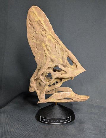 Spike the Oviraptor - Museumkwaliteit-replica - Fossiele