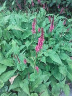 Duizendknoop Persicaria amplexicaulis Speciosa, Ophalen of Verzenden, Zomer, Vaste plant