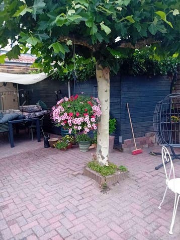Te huur: Appartement Sterappel in Heino, Heino, Overijssel, Appartement