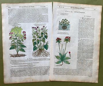The Herball or generall Historie of Plantes [6 xilografie