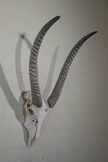 Waterbok Schedel - Kobus ellipsiprymnus defassa - 48 cm - 80, Verzamelen, Nieuw