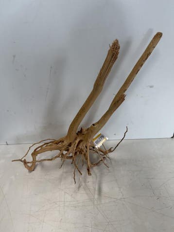 Boutique Stump Selected BS279 - 68x32x33cm (Natuurlijk hout), Ophalen of Verzenden, Nieuw, Plant(en), Steen of Hout