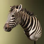 Zebra Taxidermie Opgezette Dieren By Max, Verzamelen, Dierenverzamelingen, Ophalen of Verzenden, Nieuw, Wild dier, Opgezet dier