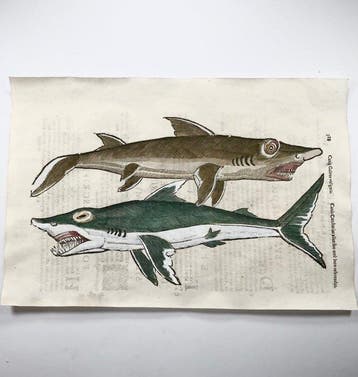 Aldrovandi; Great White Shark & Tope Shark - Folio with 2