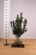 Blauwe Hulst Blue Prince/Ilex mes. Blue Prince 50t/m175cm, Ophalen of Verzenden, Overige soorten, Haag, 100 tot 250 cm