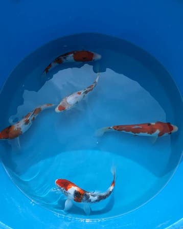 Actiebak week 32 | Japanse Nisai koi vanaf €70 p.s., Karper of Koi