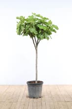 Vijgenboom / Ficus Carica op stam 80-100 cm, Tuin en Terras