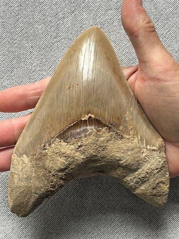 Groot Megalodon-tand 14,8 cm - Fossiele tand - Carcharocles