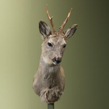 Reebok Wintervacht Taxidermie Opgezette Dieren By Max, Ophalen of Verzenden, Nieuw, Wild dier, Opgezet dier