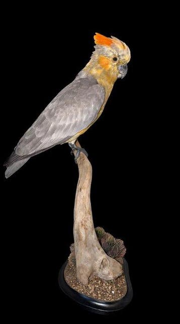 Papegaai Taxidermie volledige montage - Cacatua galerita, Verzamelen, Nieuw