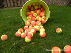 Gebruikte Stage 1, Stage 2, Stage 3 tennisballen, 24 cent!, Ophalen of Verzenden, Gebruikt, Ballen, Wilson