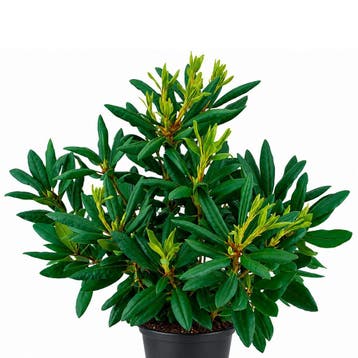 Rhododendron catawbiense Roseum Elegans container (P23), Verzenden, Overige soorten, Volle zon