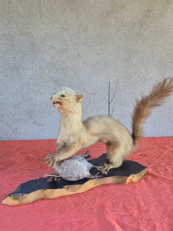Martre - Taxidermie wandmontage - Martes martes - grand, Nieuw