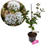 Viburnum burkwoodii Anne Russell  + Pot 17cm, Tuin en Terras, Verzenden