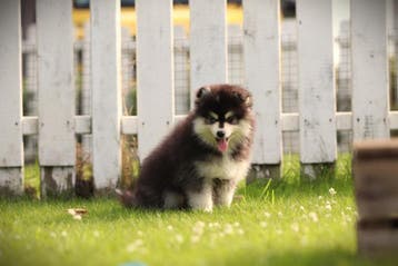 Pomsky pups, Mini Husky, Dieren en Toebehoren, Parvo, België, 8 tot 15 weken, Poolhond