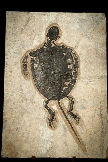 Schildpad - Fossiele plaatmatrix - Manchurochelys - 41 cm -