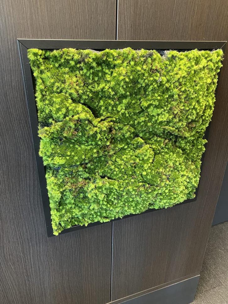 Mos wandpaneel 100x100cm, Zakelijke goederen, Kantoor en Winkelinrichting | Kantoormeubilair en Inrichting