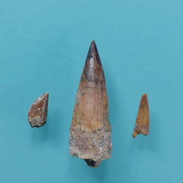 Dinosaurus - Fossiele tand - Abelisaurus, Pterodactylus und, Verzamelen