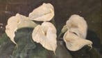 Scuola italiana (XVIII-XIX) - Bouquet aux Arums Blanc