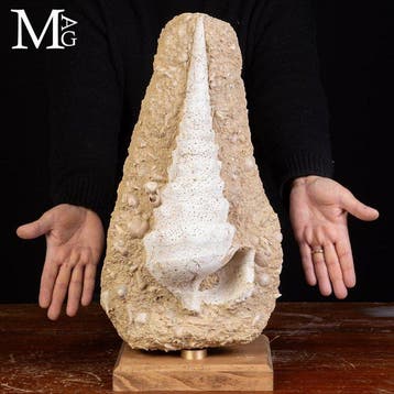 Monumentaal Miocene-slakkenfossiel, een reusachtige