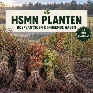Bosplantsoen - inheemse haagplanten | HSMN Planten, Overige soorten, Vaste plant, Ophalen of Verzenden, Halfschaduw