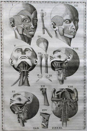 Bartolomeo Eustachi - Tabulae anatomicae. - 1728