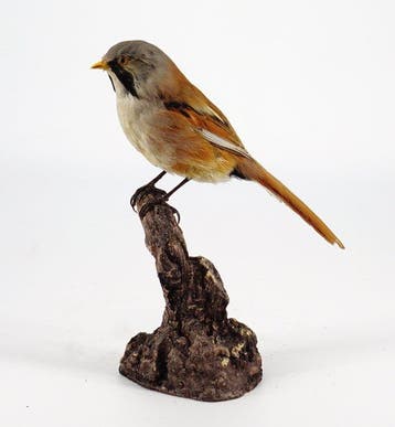 Baardtaling Taxidermie volledige montage - Panurus biarmicus, Verzamelen, Nieuw