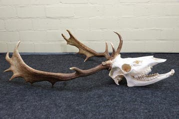 Fallow Buck Trophy Schedel - Dama dama - 80 cm - 35 cm - 60, Verzamelen, Dierenverzamelingen, Nieuw