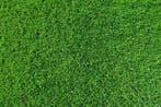 Verse Graszoden & Grasmatten  Topkwaliteit Noord Nederland, Tuin en Terras, Ophalen of Verzenden, Nieuw, Gras