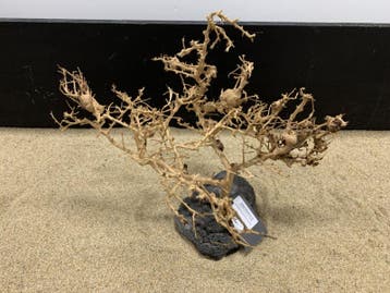 Osaka Bonsai Tree nr 12 - 45x30x30cm - aquascaping boom, Ophalen of Verzenden, Nieuw, Plant(en), Steen of Hout