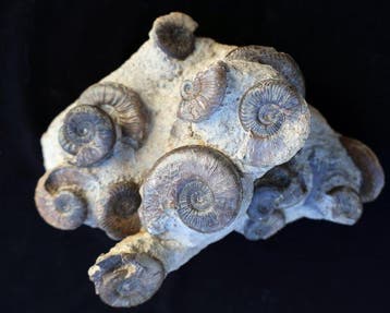 Blok van 20 ammonieten - Gefossiliseerde schelp - Pleydellia, Verzamelen