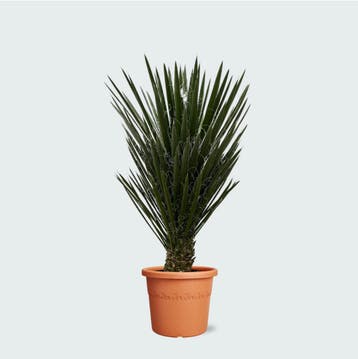 Green Bubble - Yucca Filifera - 130 cm - Ø40 cm, Ophalen of Verzenden