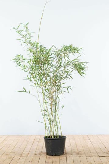 Bamboe Fargesia robusta Campbell Haag 125-150 Pot, Tuin en Terras