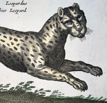 Matthäus Merian (b1593) - hand col. folio: Tiger, Panther,