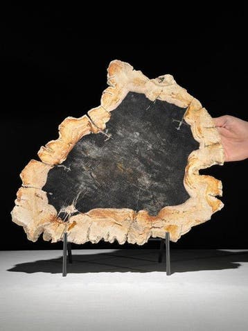 Indrukwekkend sneetje versteend hout op een op maat gemaakte