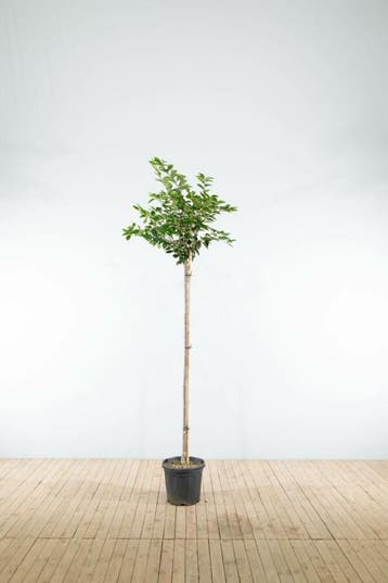 Prunus Accolade hoogstam 8/10 180cm stam