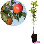 appelboom Malus domestica Elstar + Pot 11cm, Verzenden, Volle zon