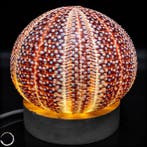 Decoratieve Kleidocidaris peroni zee-egel-lamp- 45.45 g