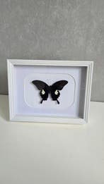 Vlinder Taxidermie volledige montage - Papilio polytes - 20