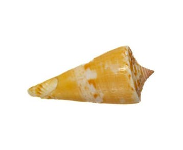 Conus voluminalis kegelslak – elegante verzamelbehuizing van, Nieuw