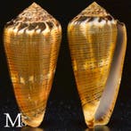 Conidae schelp exemplaar Zeeschelp - Conus Magus forma, Verzamelen, Nieuw