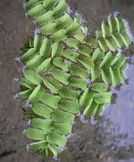 ACTIE: 4 cups met Salvinia Natans nu €15.99, Ophalen of Verzenden, Nieuw, Plant(en), Steen of Hout