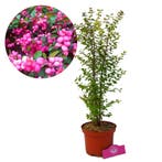 sneeuwbes Symphoricarpos doorenbosii Magic Ber, Tuin en Terras, Verzenden