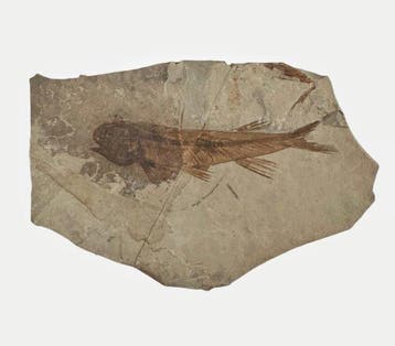 Vis - Gefossiliseerd dier - Fossil Fish from China