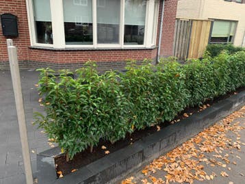 Prunus lus. ‘Angustifolia’  - kant en klaar haag Portugese, Tuin en Terras, Verzenden, Laurier, Haag, Minder dan 100 cm