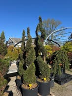 Prachtige Conifeer Spiralen – Koningsdag geopend!, Bloeit niet, Overige soorten, 100 tot 250 cm, Ophalen