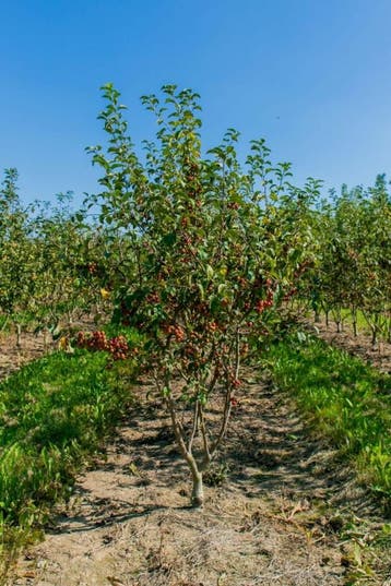 Malus Red Sentinel meerstammig 250-300, Tuin en Terras