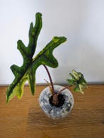 Alocasia Tandurusa Mystic variegata - meerdere beschikbaar, Huis en Inrichting, Kamerplanten, Verzenden