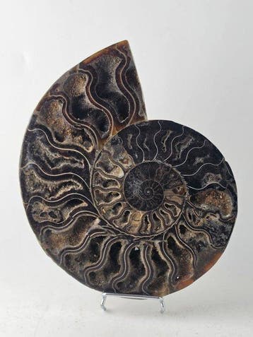 Ammoniet - Gefossiliseerd dier - Aioloceras (Cleoniceras)